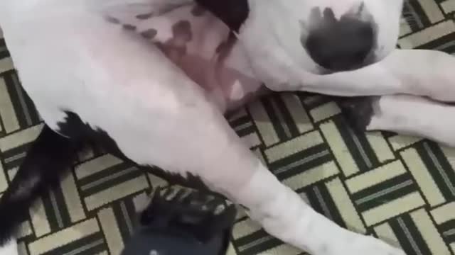 Funny dog and video #Short #puppy #firstshortvideo