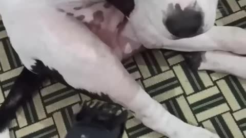 Funny dog and video #Short #puppy #firstshortvideo