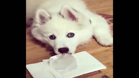 Husky Compilation