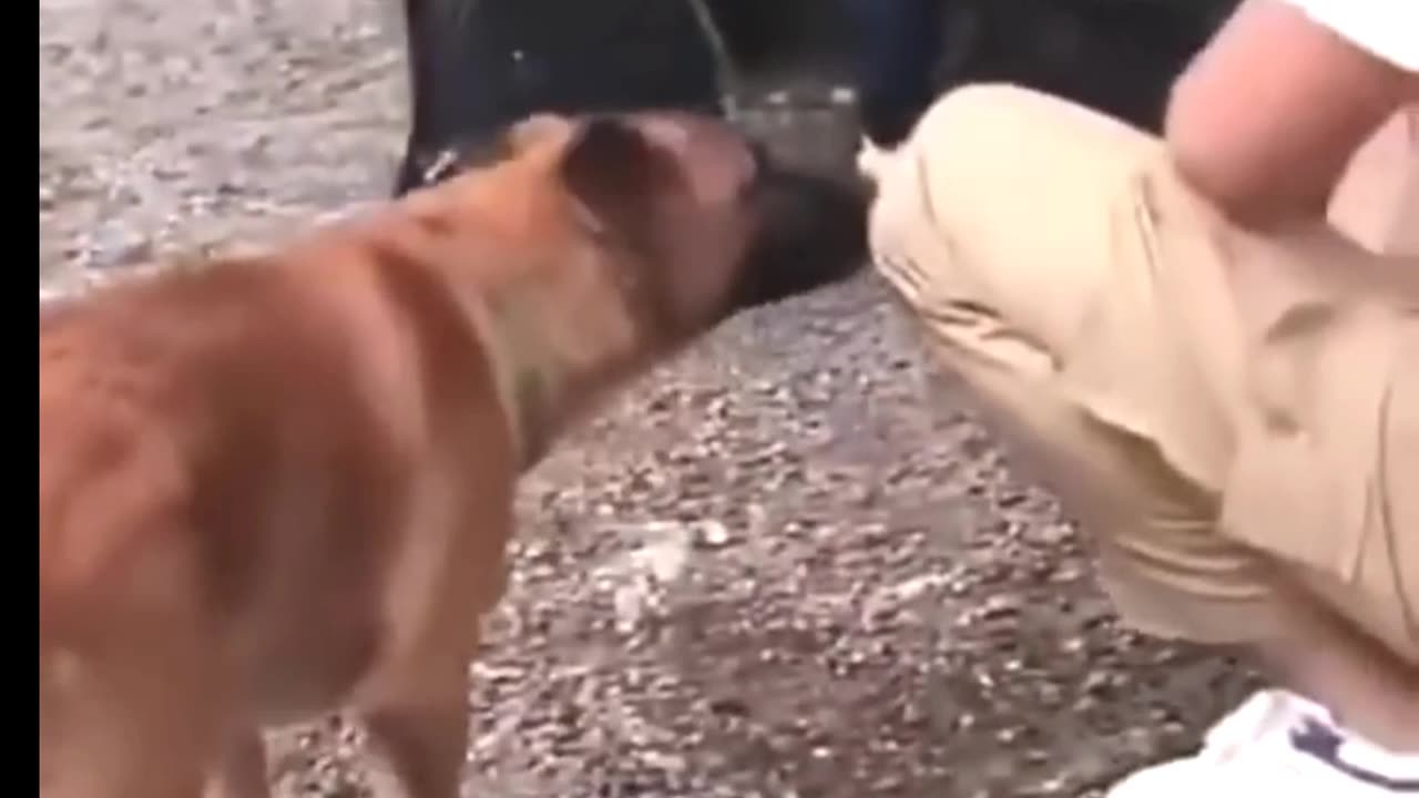 Cute cats funny😂 movements