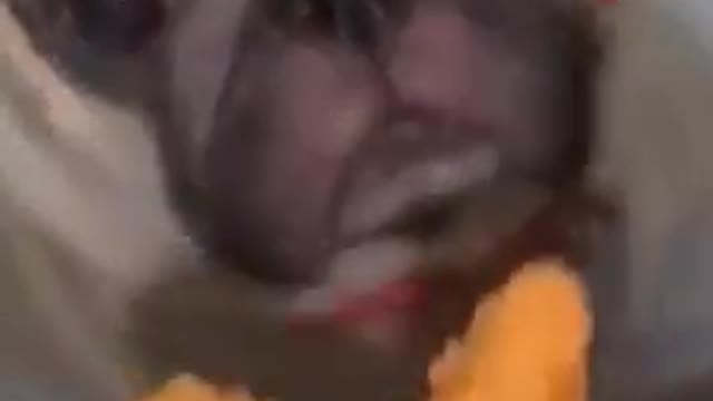 Cute cat and dog funny video cute animals video t.play to game 🎮🎯
