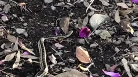 Snake struggles to get up steep hill