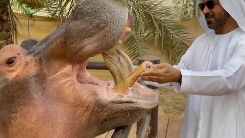 Amazing hippo