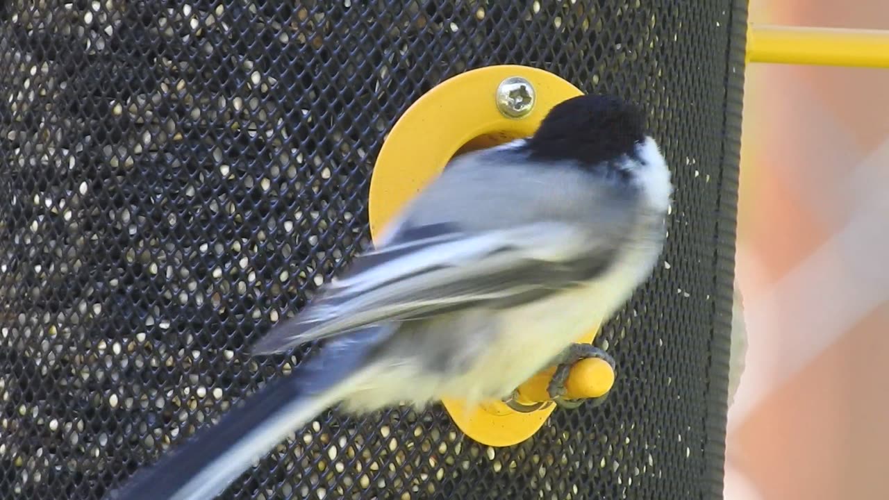 Alaskan backyard birds .... continues ..