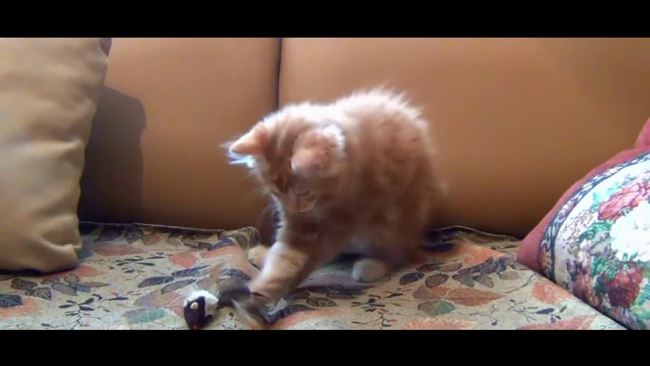 Baby Cats - Cute and Funny Baby Cat Videos Compilation