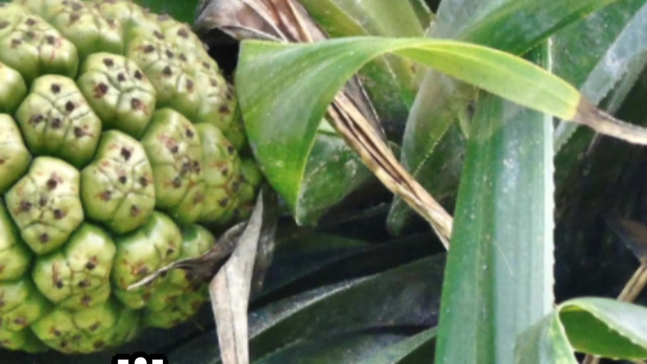 ***Pandanus Fruit: A Tropical Delight***