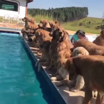 GOLDEN RETRIEVER SUMMER POOL PARTY.mp4