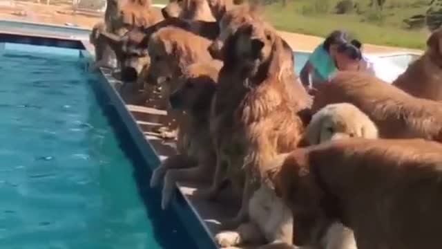 GOLDEN RETRIEVER SUMMER POOL PARTY.mp4