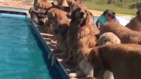 GOLDEN RETRIEVER SUMMER POOL PARTY.mp4