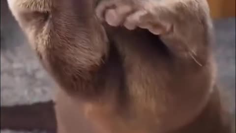 Curious otter opens a jar