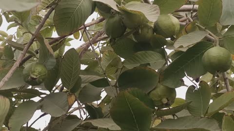 Guava fruit vlog 1 | home garden