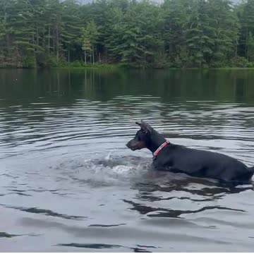 Hilarious Dog is an Clumsy Swimmer!