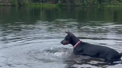 Hilarious Dog is an Clumsy Swimmer!