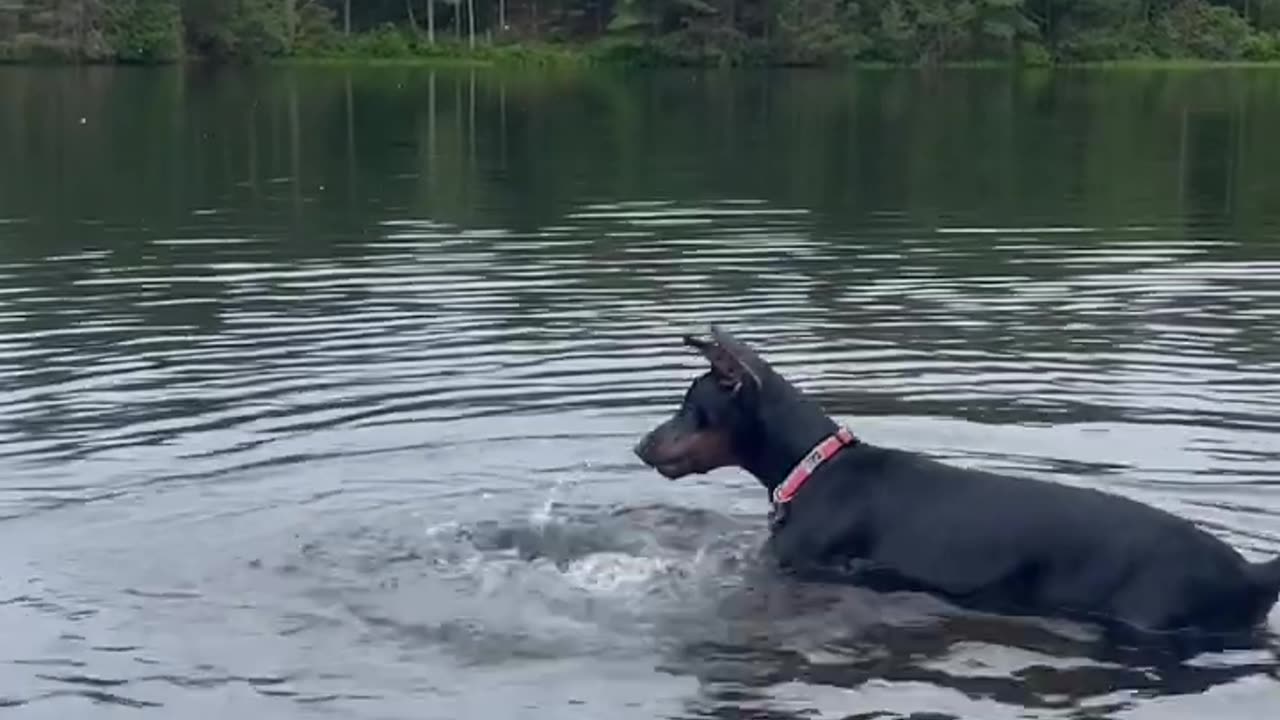 Hilarious Dog is an Clumsy Swimmer!