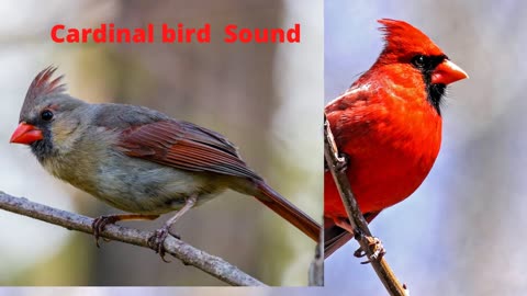 Cardinal bird Sound, red bird, Cardinal Singing