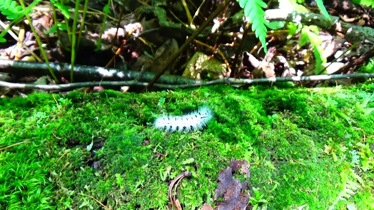 Hickory Tussock Moth Caterpillar