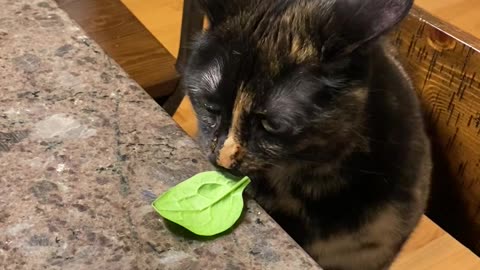 Tacocat dainty with her spinach