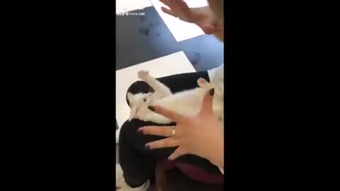 Ultimate Cute and Funny Kitten Moments: A Must-See Compilation