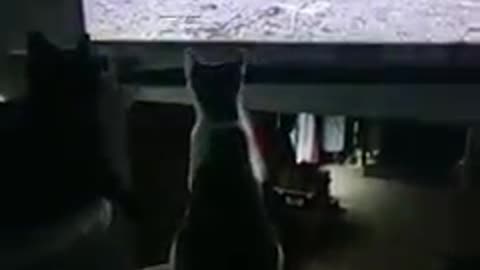 Cat Tease