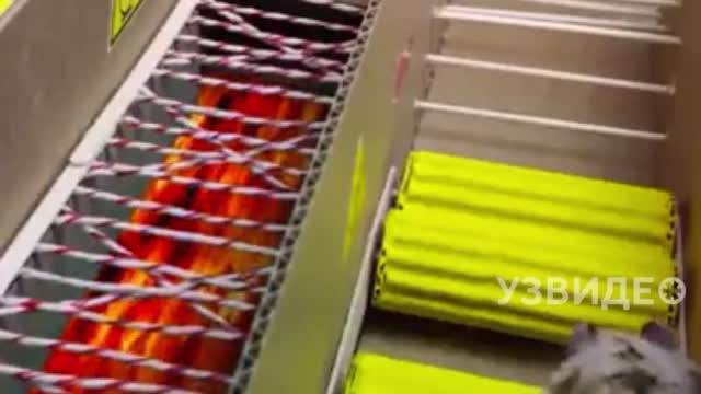 hamster escape from prison.Very funny video