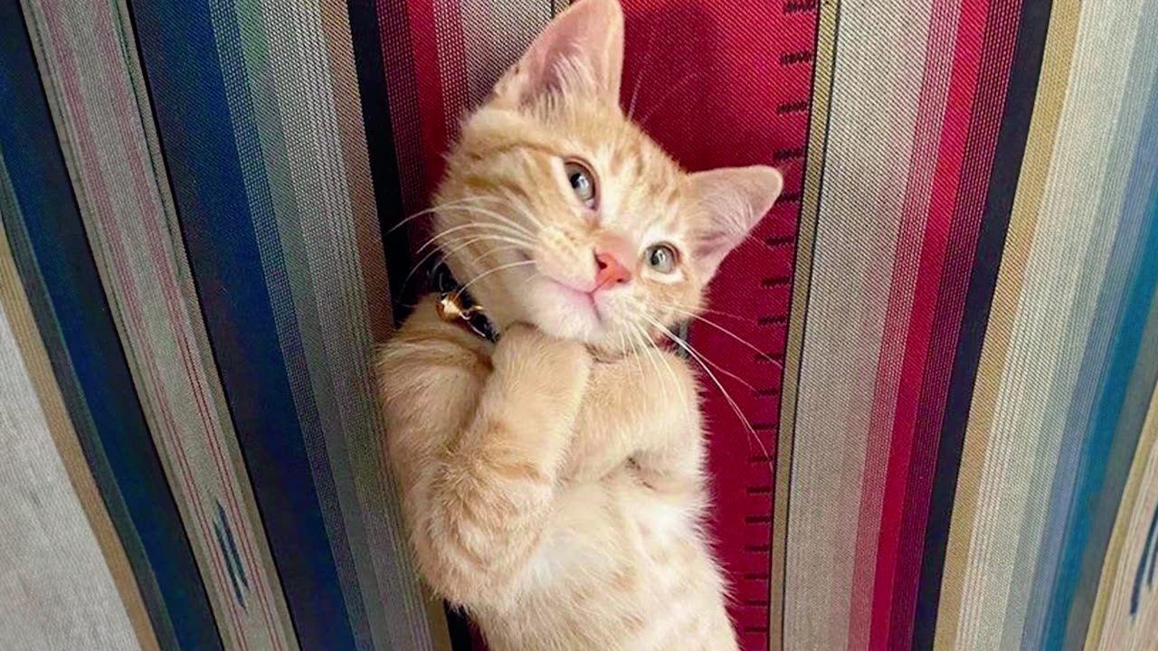funny animal videosa part unknown