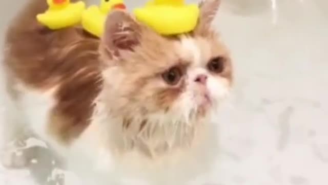 love cat