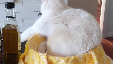 Cat Uses Salad Bowl As Bed