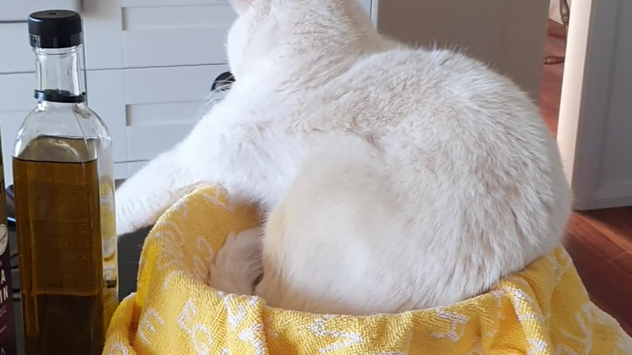 Cat Uses Salad Bowl As Bed