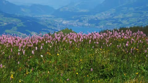 BEAUTY OF NATURE/NATURE VIDEO/RES FLOWER