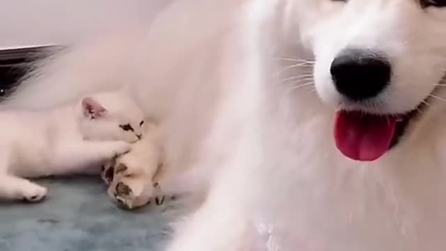 funny cat n dog video