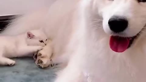 funny cat n dog video