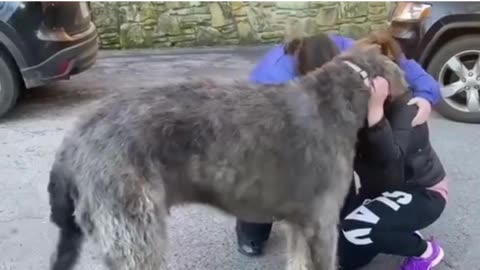 Dog is reunited with his family after a car crash. ❤️🐕