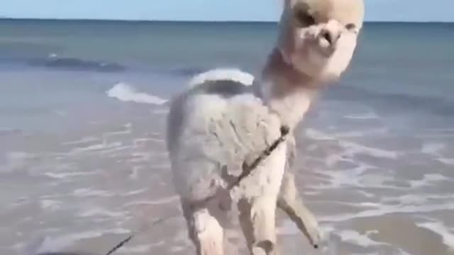 An alpaca going to the beach