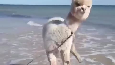 An alpaca going to the beach