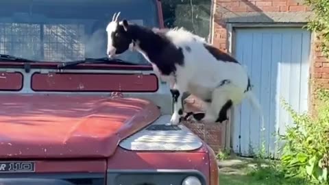 Small Goats while playing on Car | Goats video | Animal video