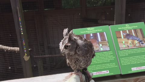 Owl Walking @ George C. McCullough Nature Park (Largo, Florida)