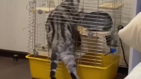 funny animals funny cats