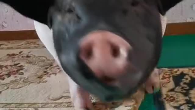 Funny pig will make you happy!