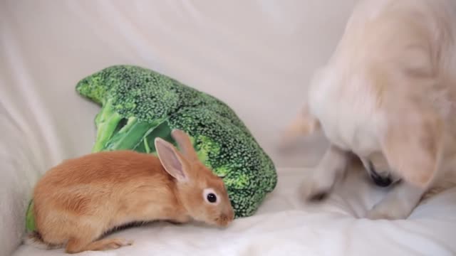 Rabbit Sam Tries to Kiss Dog Bailey and They Play Together