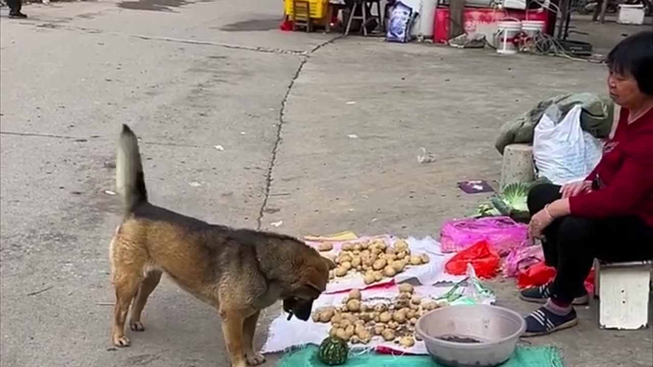 High IQ dog helps owner to buy groceries