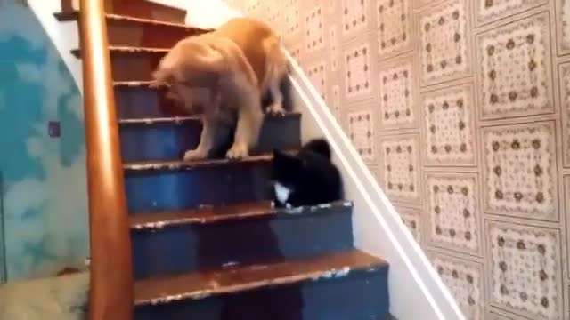 Cats Being Jerks