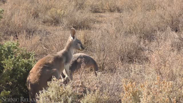 The tranquil wildlife film Animals of the World in 4K