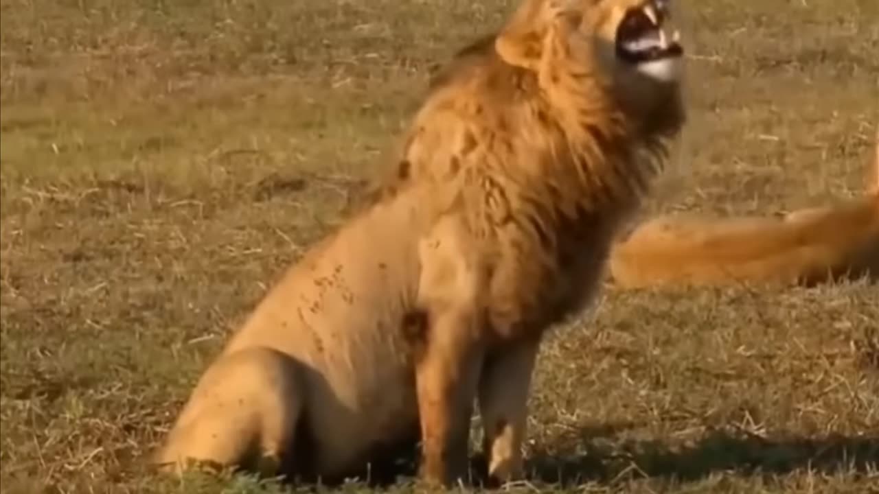 Troll prank dog funny and fake lion and fake tiger