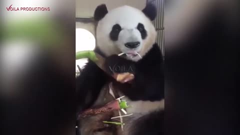 Awesome Panda Eating Bamboo