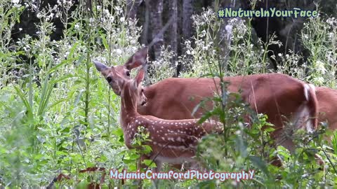 Whitetail Deer Family