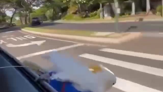 Car Surfing