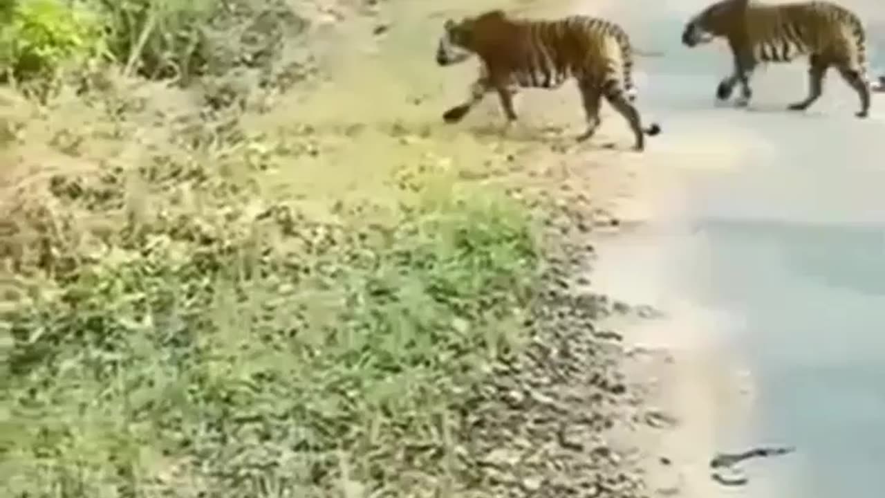 tigers on road