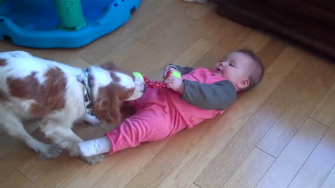 ‎Phone/Movies/ProTube/Dog vs Baby - Tug of War.mp4