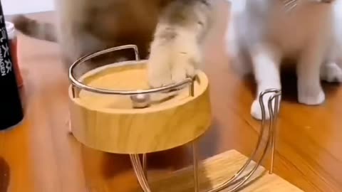 dog and cat funny videos