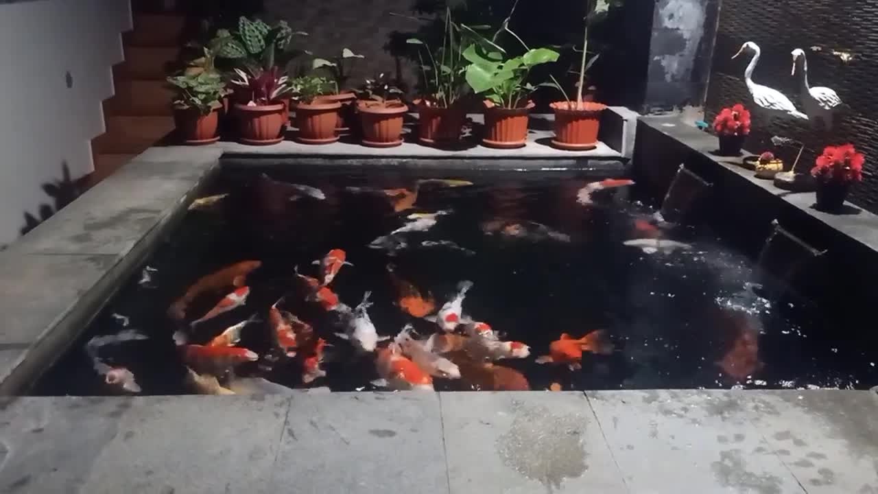 KOI FISH